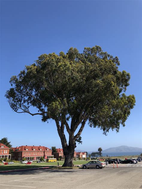 buy large wholesale trees sf bay area